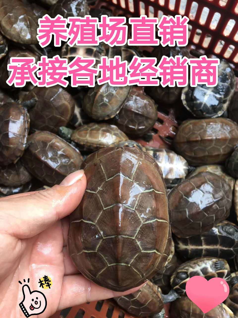 厂家批发外塘中华草龟金钱龟巴西龟 观赏宠物小乌龟活体 草龟苗