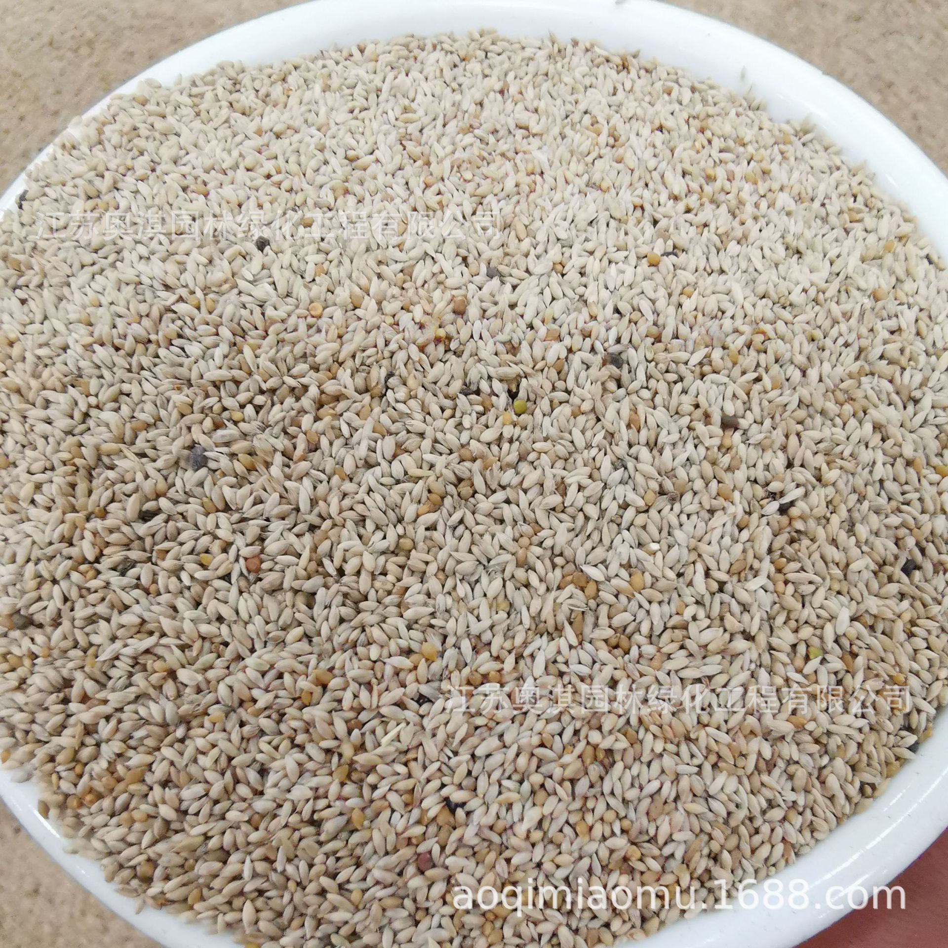 提摩西草提木西猫尾草种子梯牧草籽兔子豚鼠荷兰猪宠物草货到付款