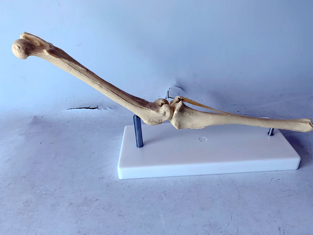 狗骨骼关节模型 狗后肢骨 犬后肢骨关节演示 犬后腿骨骼演示教具