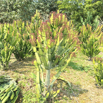 三角大戟高度2米三角霸王鞭龙骨柱彩云阁沙生大型植物基地特价