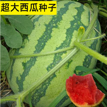 批发巨型西瓜种子高产特大懒汉西瓜种籽无籽甜王孑超甜南方春季西
