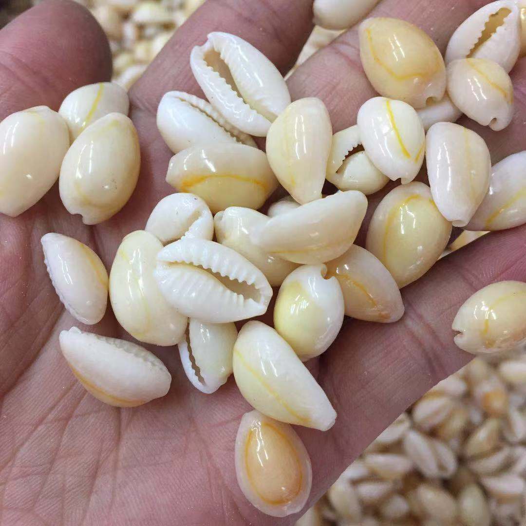 海螺贝壳金边螺无孔整螺16-18mm 墙贴水族工艺品饰品材料黄金贝片