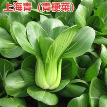 批发矮杆青梗菜种子种籽四季小青菜籽种油菜矮脚上海青蔬菜孑菜籽