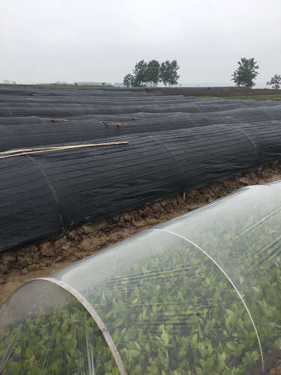 玻璃纤维棒高强度防锈小拱棚骨架农用防晒网育苗棚支架遮阴拱棚杆