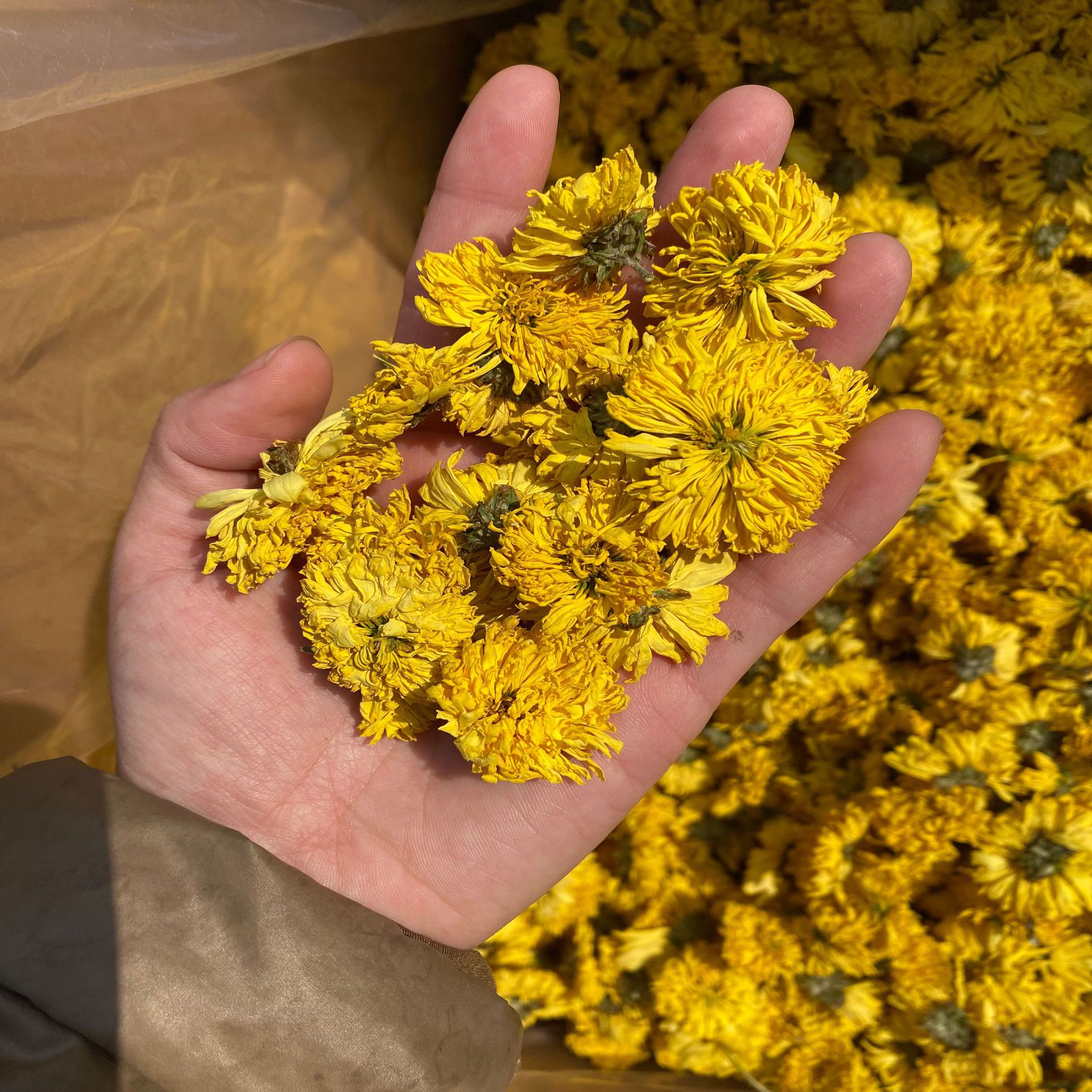 厂家直销 散装菊花茶清热 新货婺源皇菊花草茶 金丝黄菊茶批发