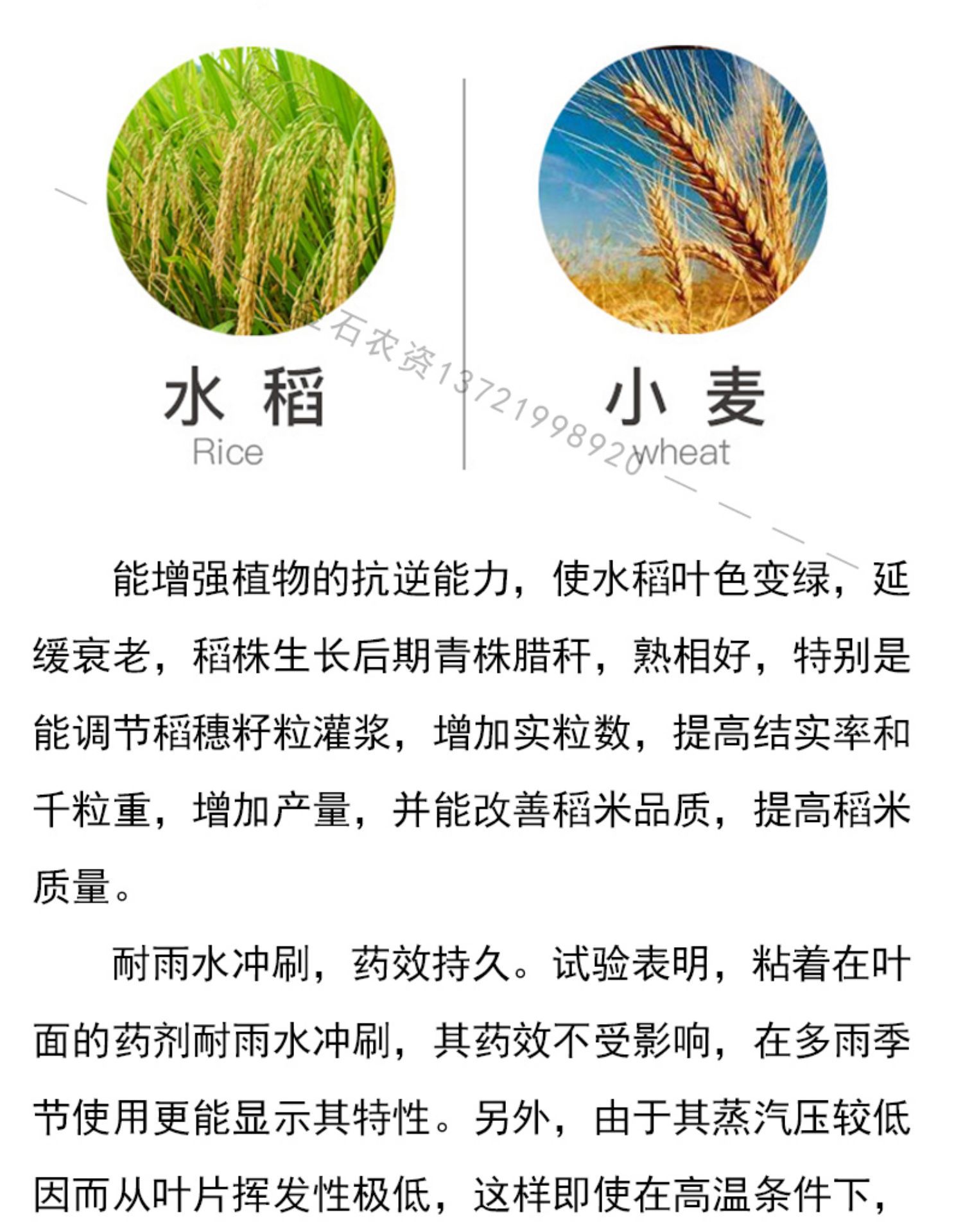 先正达爱苗苯甲丙环唑水稻大豆小麦锈病纹枯白粉叶斑病农药杀菌剂