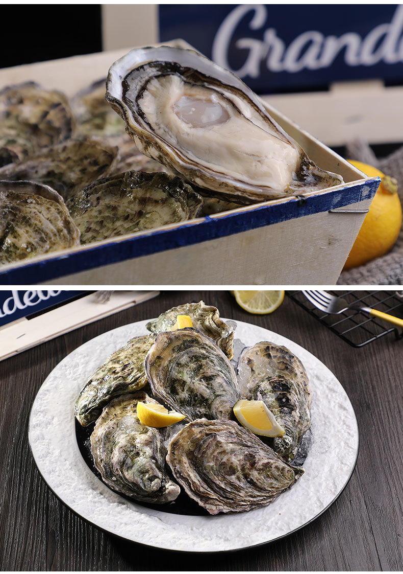 原装进口生蚝12粒/箱 送生蚝刀 餐厅酒店直供金珍珠生蚝 诚招代理