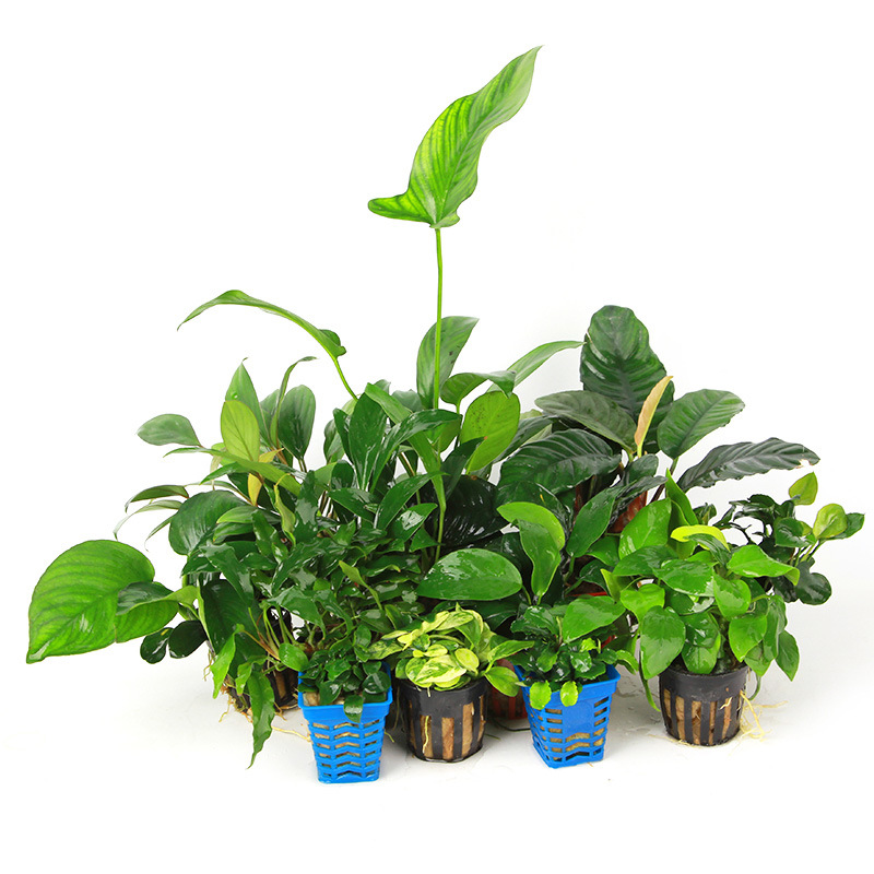 精品水榕大全 沉木水草丹麦黄金迷你小水榕鱼缸造景装饰水草批发
