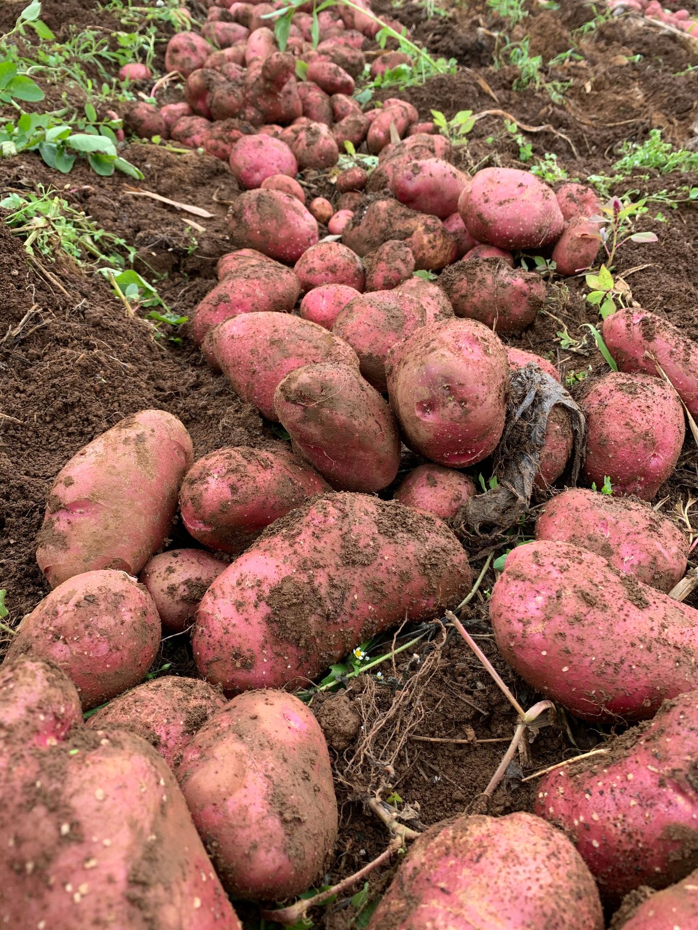 一件代发 云南新鲜豆红皮土豆5斤/9斤新鲜土豆糯香马铃薯蔬菜
