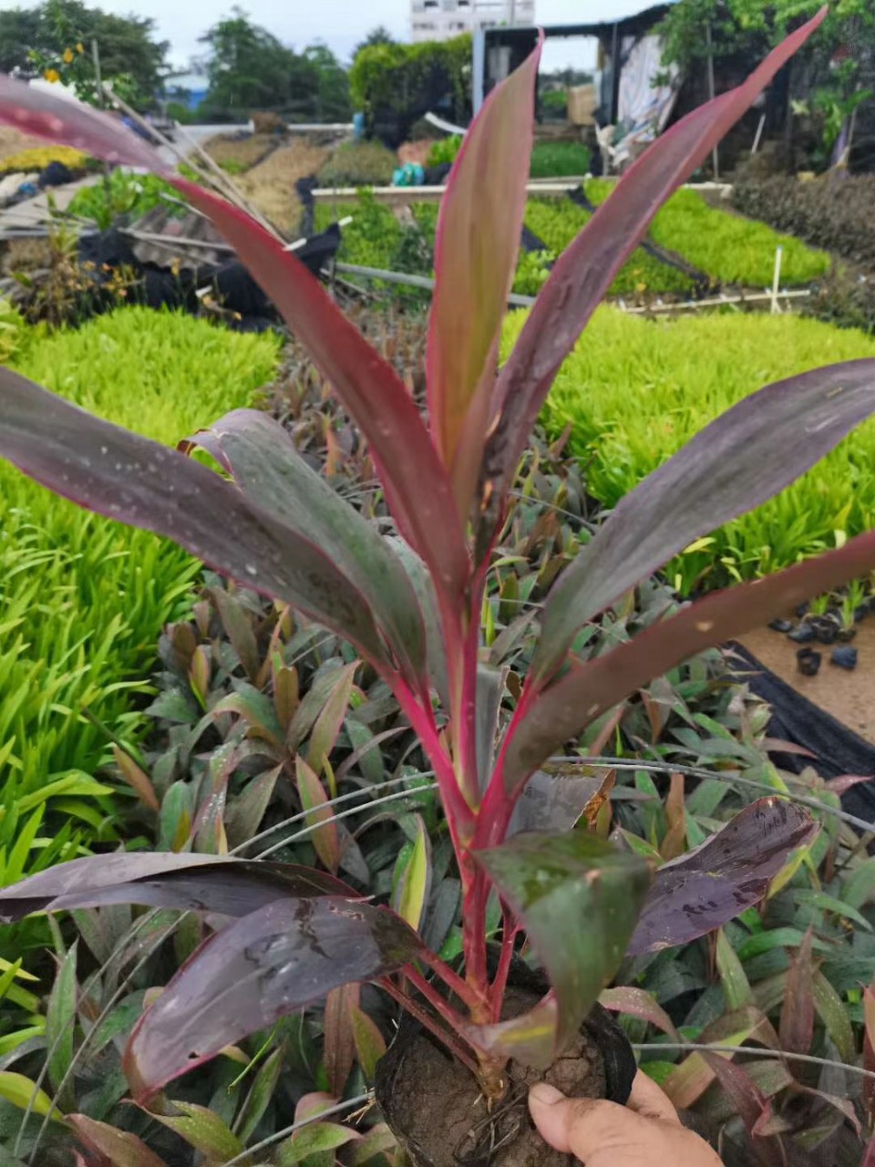 盆栽红叶朱蕉市政绿化地被树苗彩叶花镜亮叶朱蕉