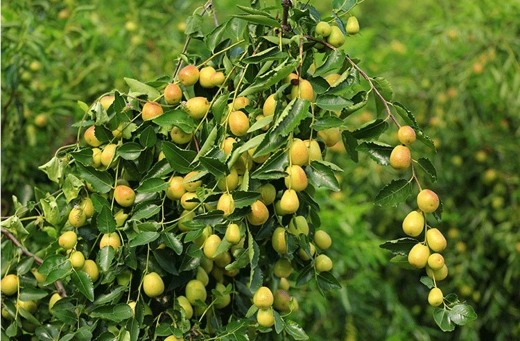 批发枣树嫁接苗果树苗国光大枣苗南北方种植地栽当年结果盆栽枣苗