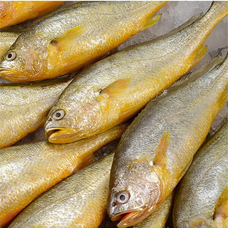 12斤包邮小黄花鱼冰鲜小黄鱼大中小号可选家用商用批顺丰