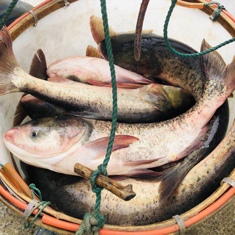 【大头鱼花】-大头鱼花厂家,品牌,图片,热帖-阿里巴巴