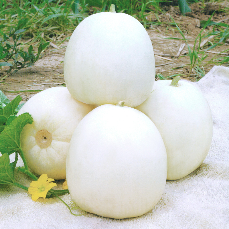 华骏白蜜宝甜瓜种子白皮白肉超甜水果种籽东北香瓜籽种杂交瓜果孑