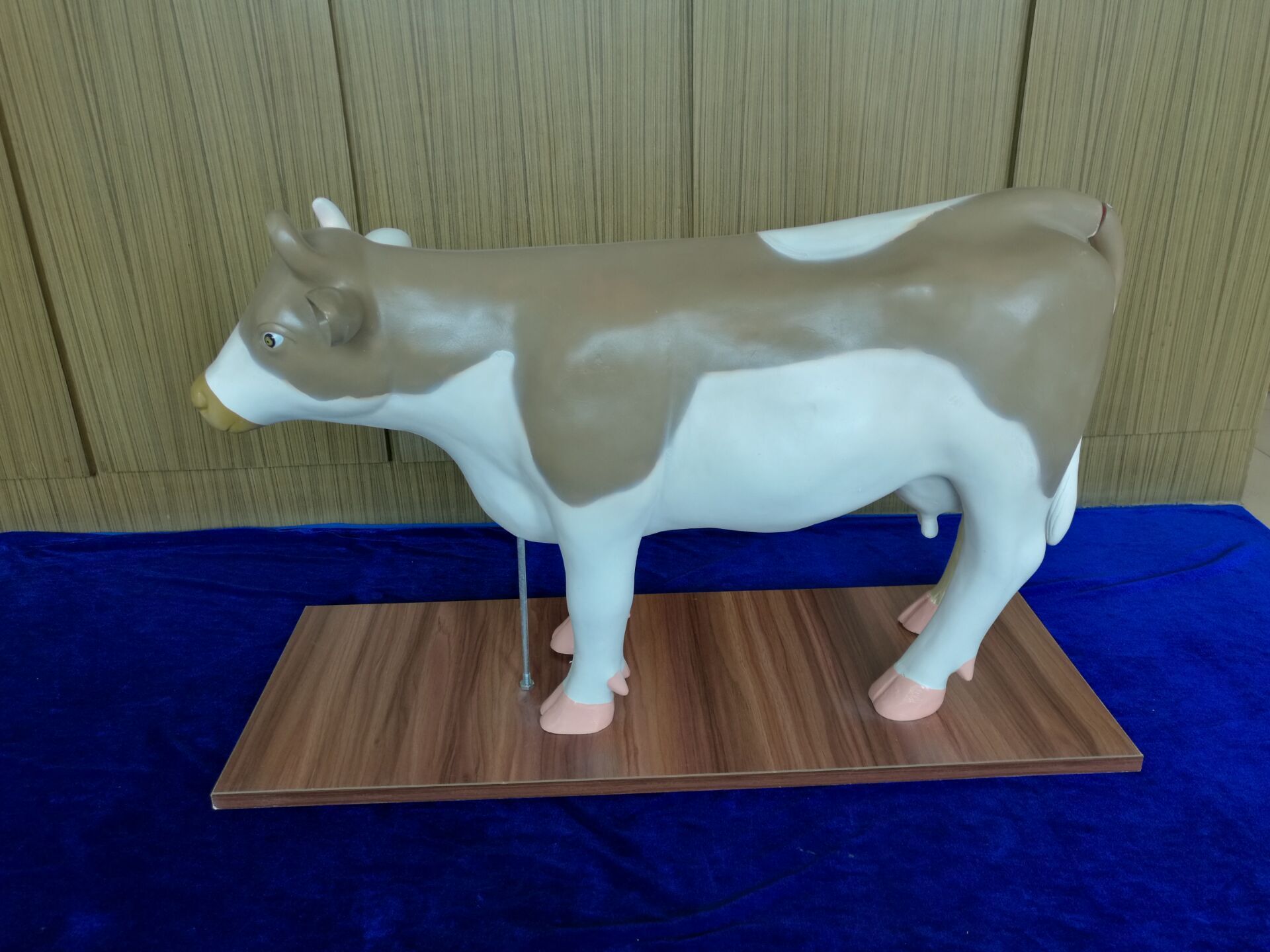 动物模型-牛解剖