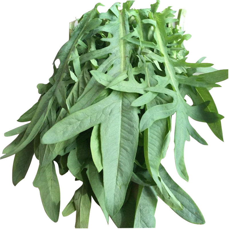 精选苦麻菜种子 阳台种菜蔬菜种子四季播种庭院田园种植春秋季