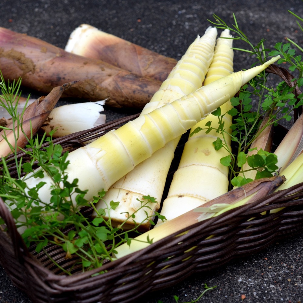 浙江临安天目山雷春笋5斤装约10-20根装春笋一件代发