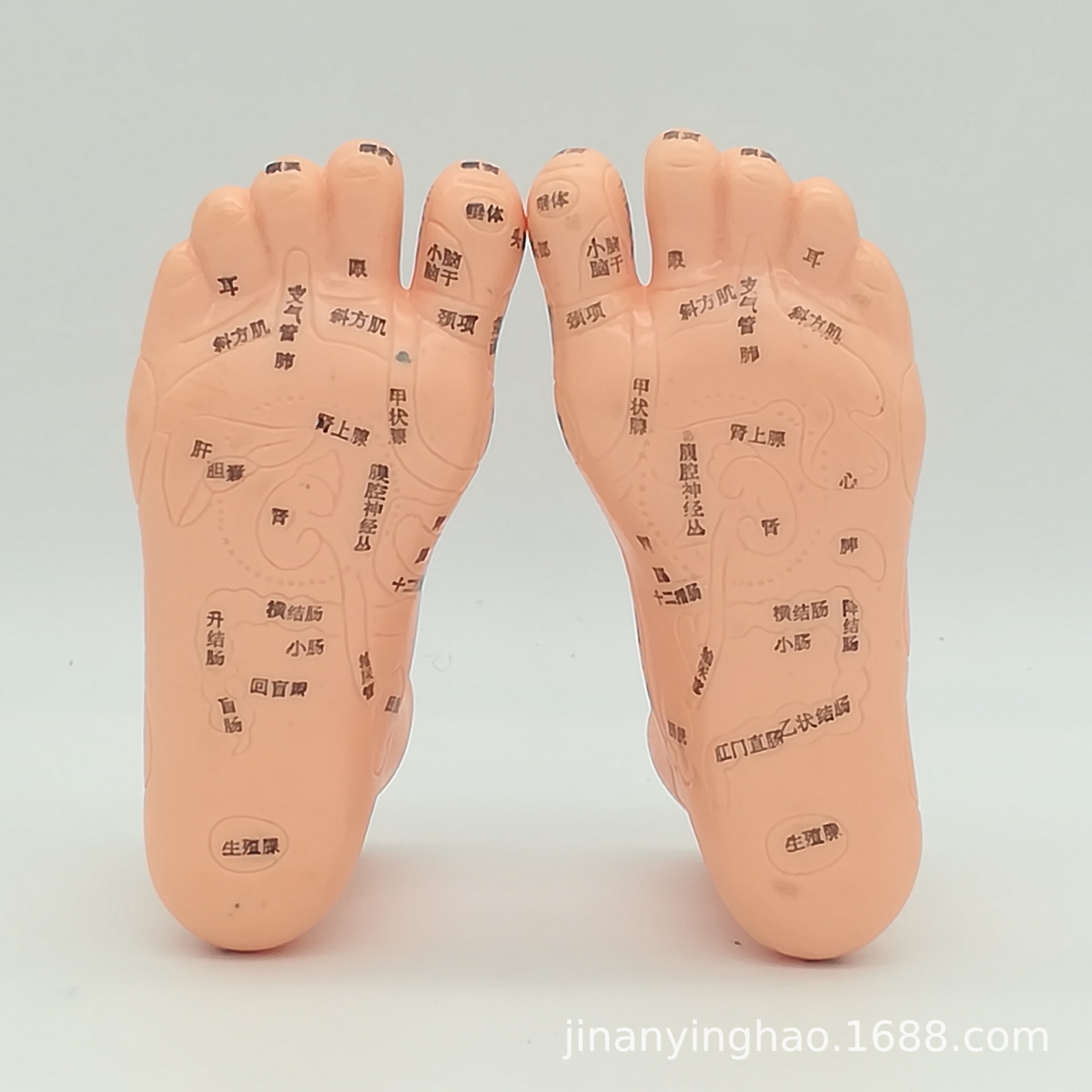 人体穴位 上海伟叶 针灸模型 足部穴位 12cm 足部反射