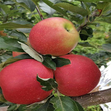 出售苹果苗 早熟矮化型苹果树苗 可盆栽地栽1-2公分 柱状苹果苗*