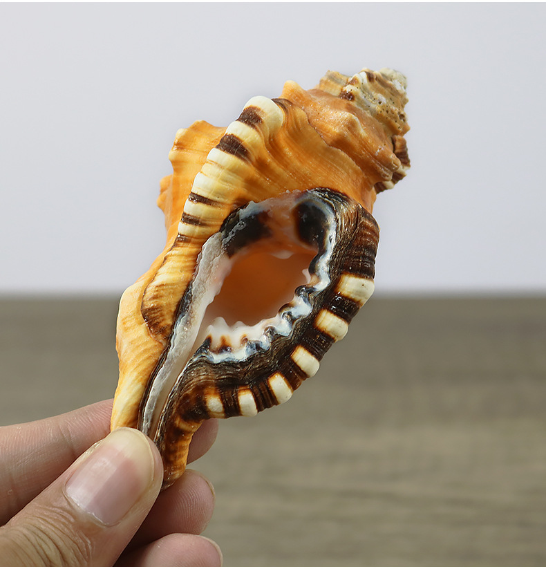 象鼻法螺 天然海螺贝壳工艺品 稀缺螺贝收藏 精美礼物海洋标本