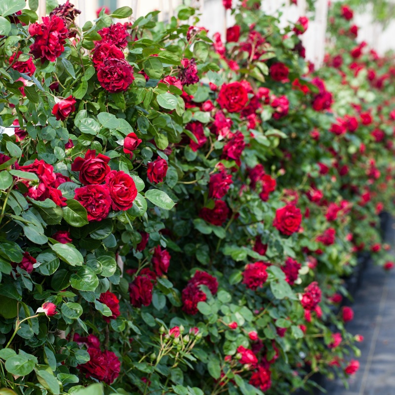 藤本月季佛罗伦蒂娜 佛罗伦萨 盆栽庭院攀援大花浓香蔷薇玫瑰花苗