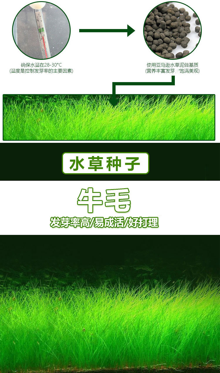 鱼缸装饰水草种子牛毛草迷你对叶草速成前景彩叶草爱情草水草种子