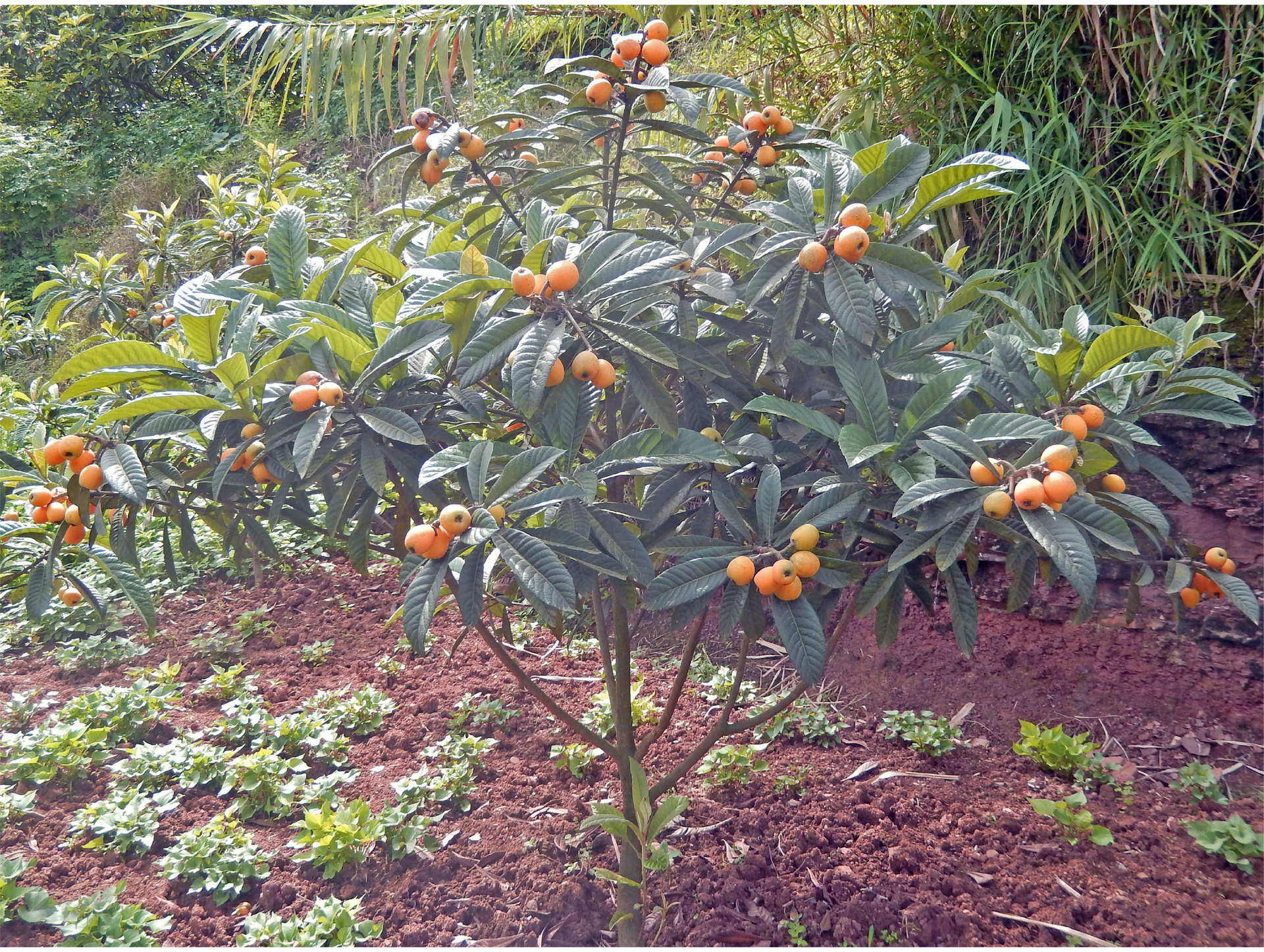 大五星枇杷苗大果型枇杷苗大果甜枇杷嫁接黄肉盆景一年苗杂交小苗