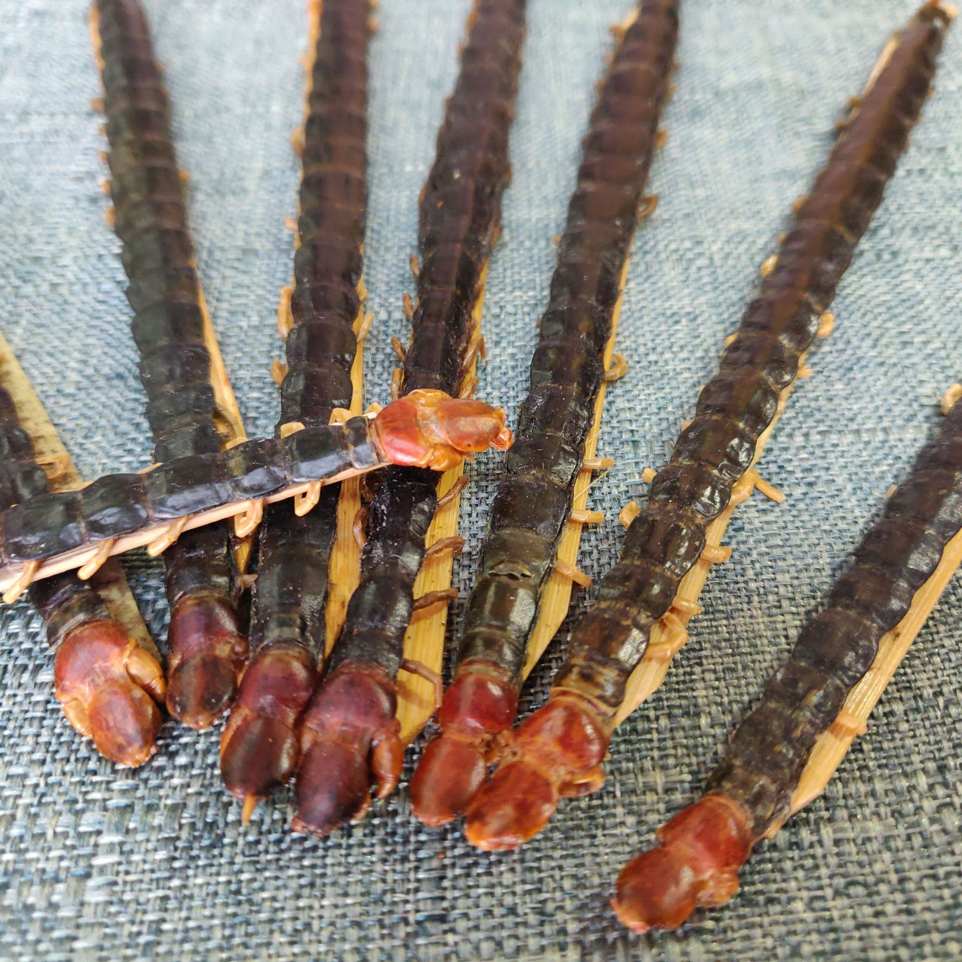 产地批发 红头蜈蚣 各种规格100条瓶装 现货批发 蜈蚣