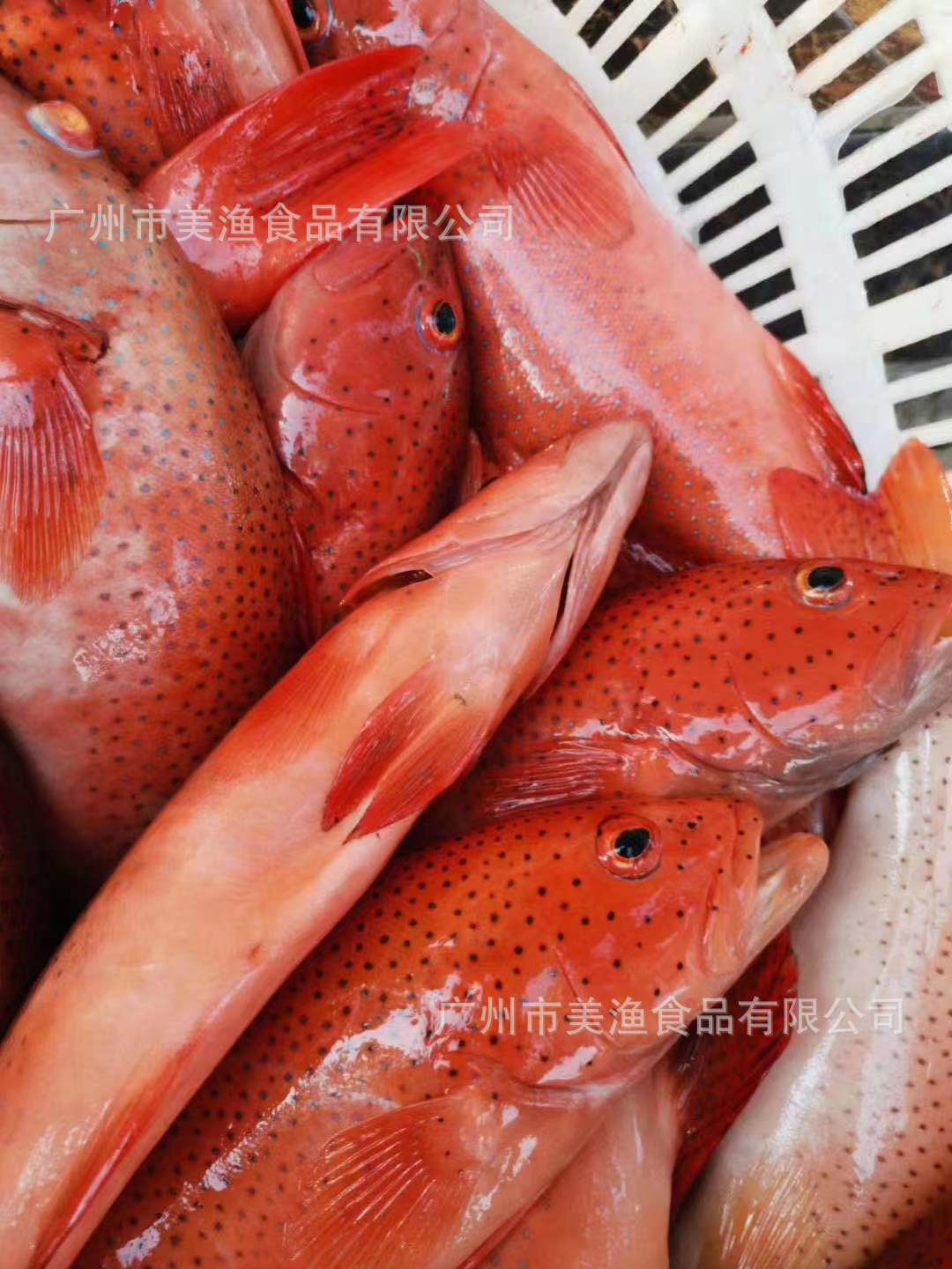 活冻带内脏红东星斑 燕尾斑海鲜鱼类石斑鱼红鱼 小规格1-1.2斤/条