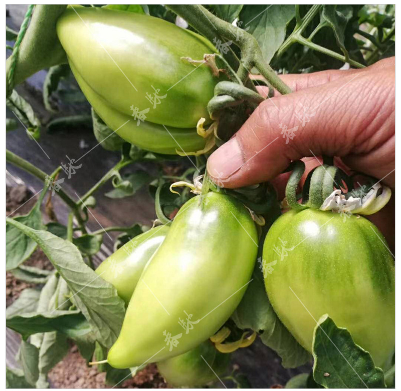 品种 芒果番茄 级别 一级良种 品种纯度 95.0(%)  净度 98.