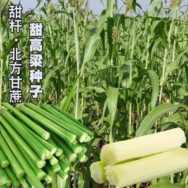 牧草种子南北方型大力士甜高粱饲用甜高粱鸡牛羊鱼草籽进口草种子