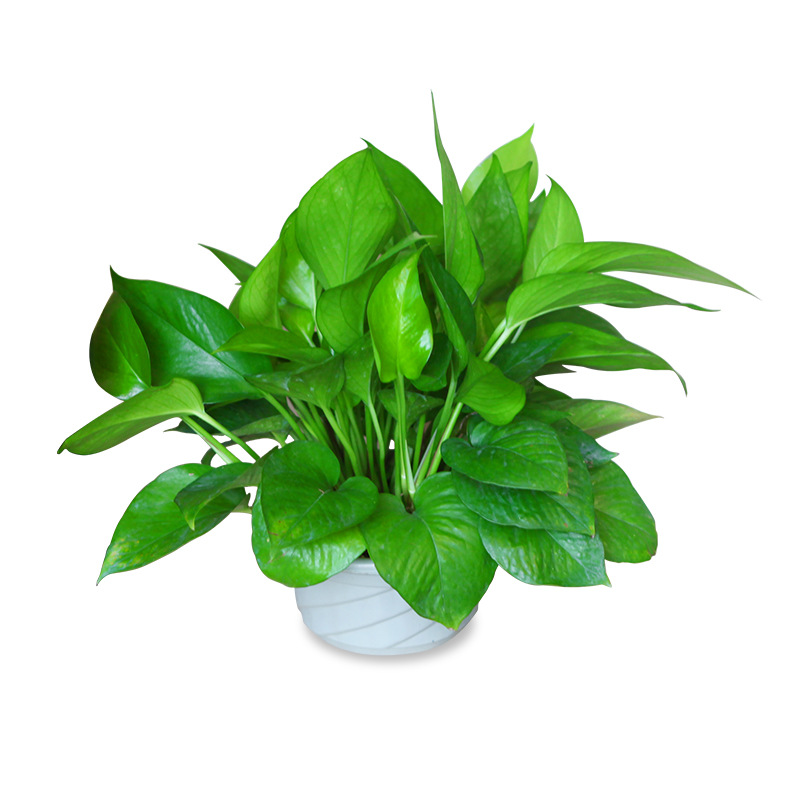 绿萝盆栽水培室内吸除甲醛植物绿航大叶绿箩大盆吊兰长藤绿植花卉