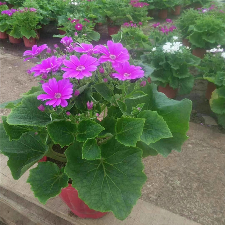 瓜叶菊 苗圃供应大面积绿化苗瓜叶菊小苗 花海景观设计