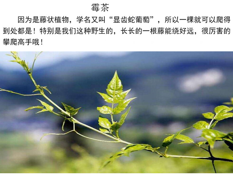 张家界新鲜上市莓茶 藤茶 土家霉茶 嫩芽茶 高山龙须茶 咽喉茶