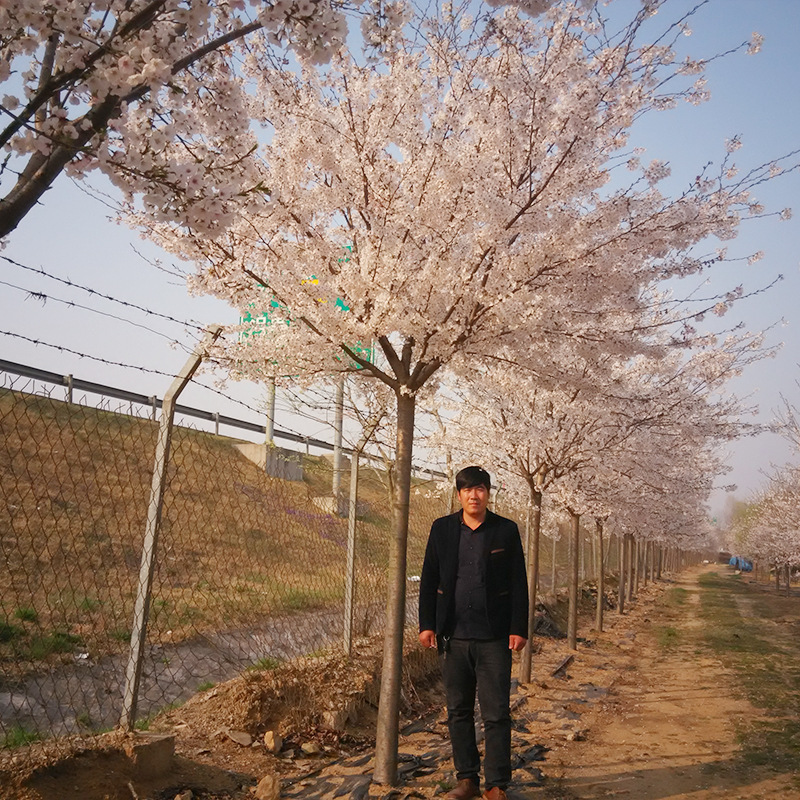 山东染井吉野樱花小苗基地 1-2米分枝染井吉野樱花树多少钱一棵