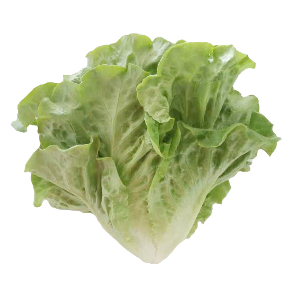 5斤顺丰起发新鲜生菜现采现发意大利生菜蔬菜罗马意大利沙拉菜