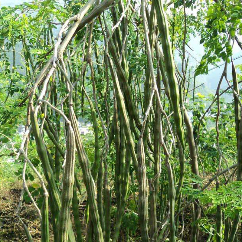 印度辣木籽辣木种子可食用可种植辣木种籽辣木苗包邮树苗辣木盆栽