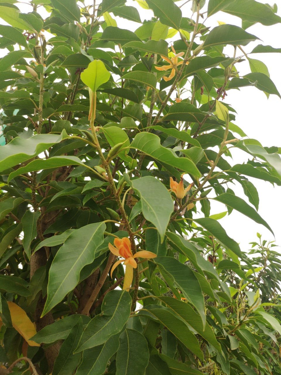 203供应 4-6cm 黄兰花 黄兰树 袋苗 容器苗 园林绿化乔木