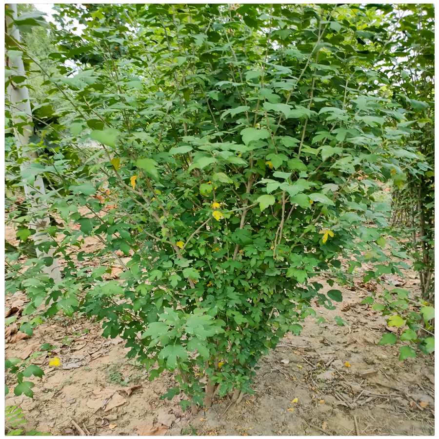 庭院绿植木槿花 丛生木槿 木槿树苗价格现货 价格实惠 规格多样