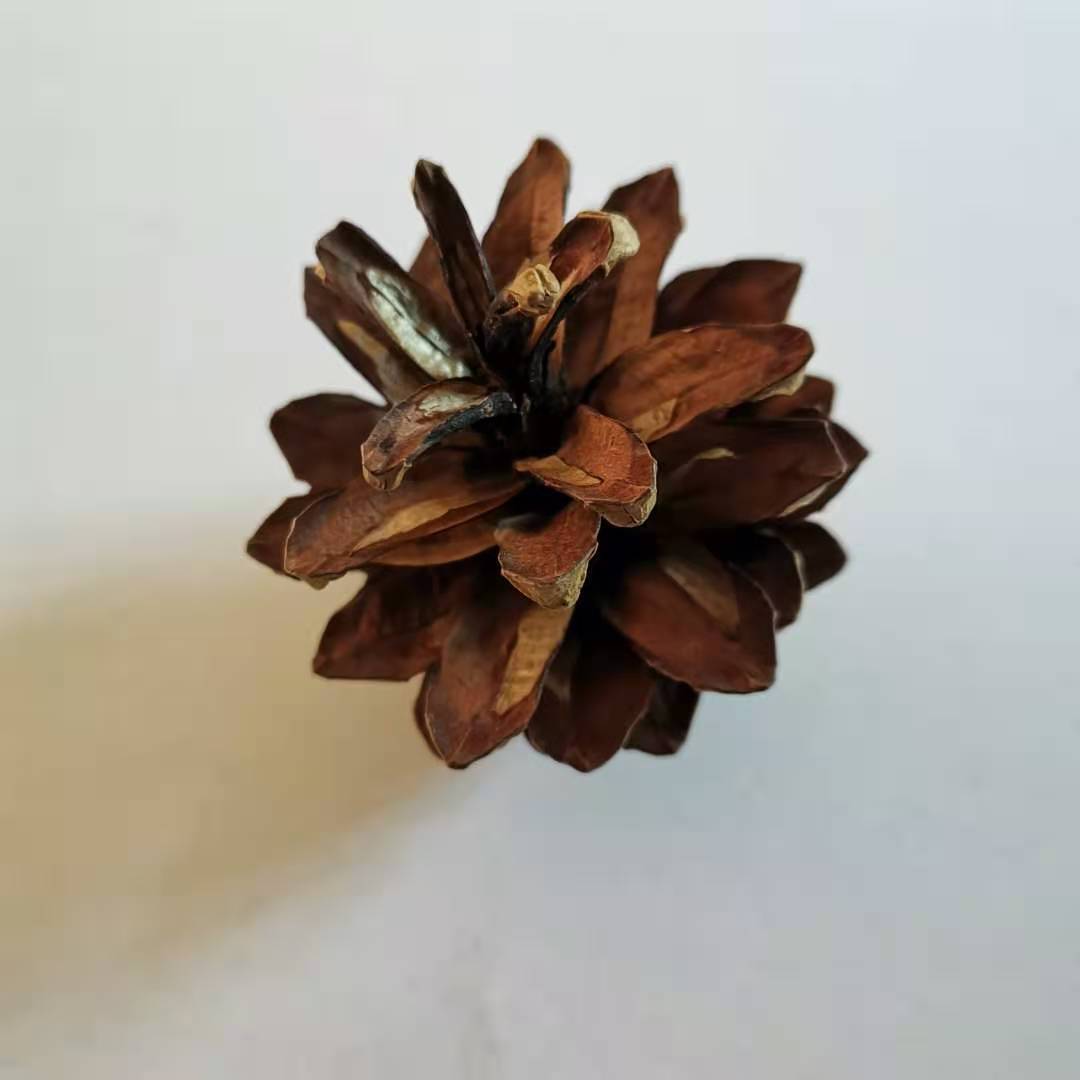 松果1kg美人松樟子松家居摆件圣诞节饰品手工diy