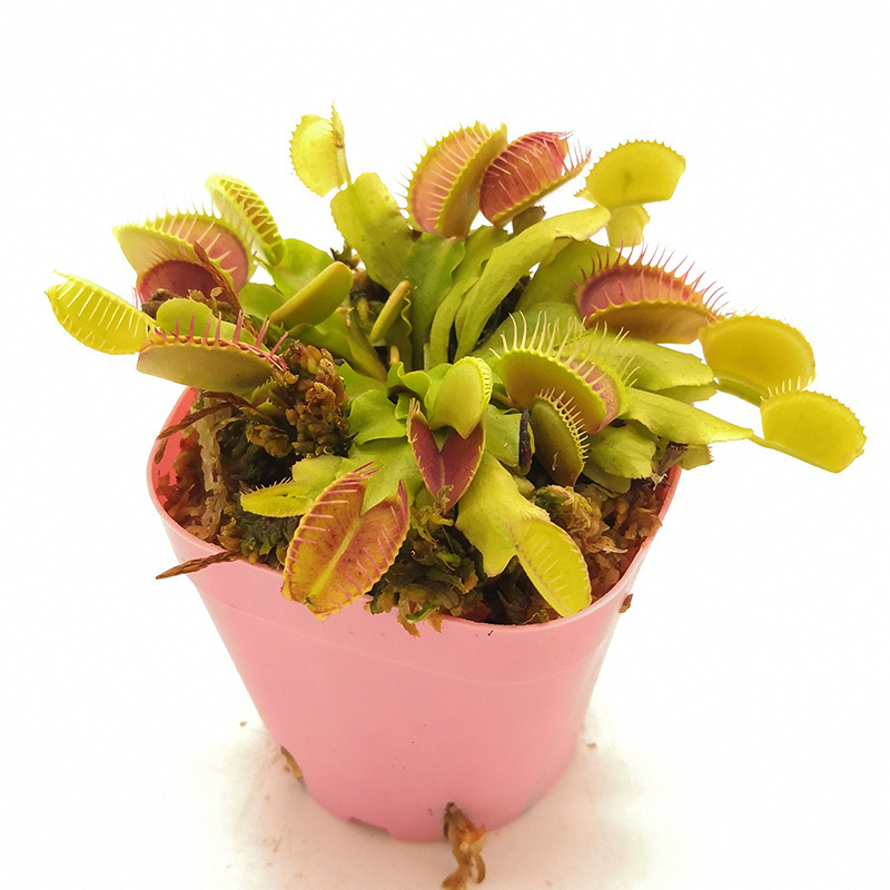 花市捕蝇草玩家级食虫植物食人花菲朗园艺花卉盆栽源头生产基地
