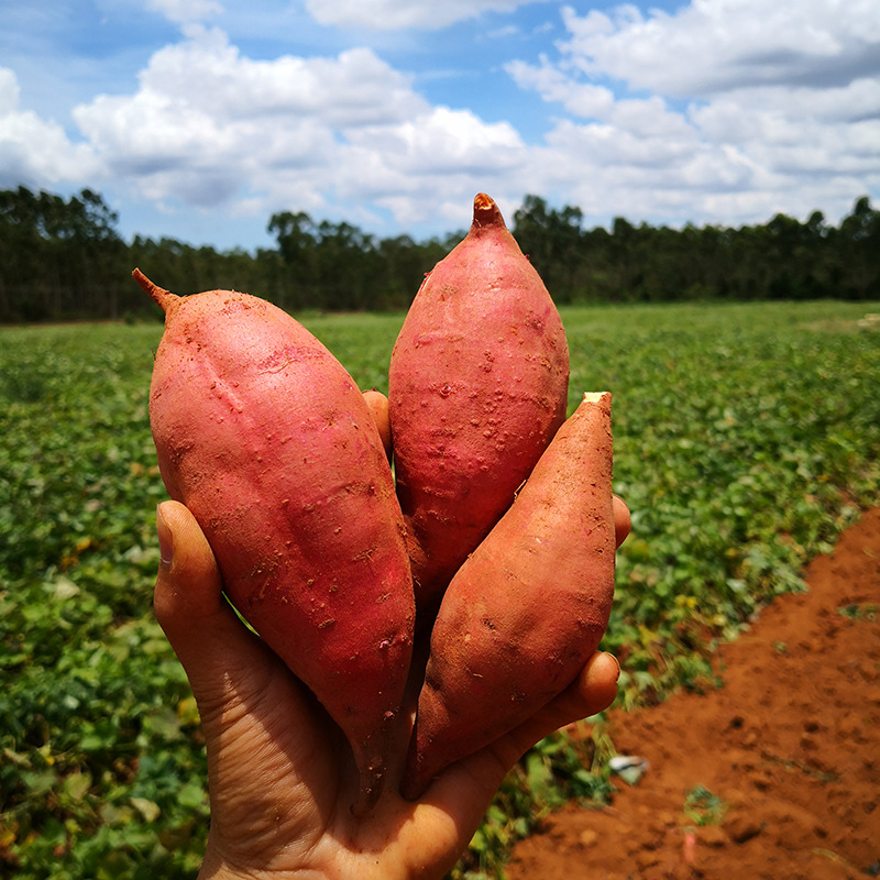 广西巴马红薯