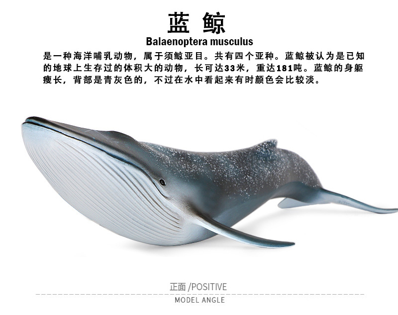 批发跨境儿童仿真实心塑胶鲸鱼模型海洋生物蓝鲸动物静态摆件代发