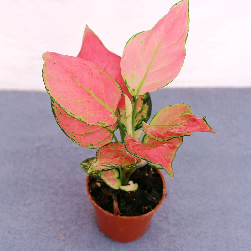 波浪竹芋花-波浪竹芋花厂家,品牌,图片,热帖-阿里巴巴