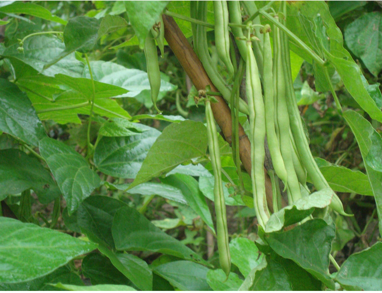 山东老来少芸豆种子春季四季蔬菜种孑九粒白芸豆籽种无筋架豆种籽