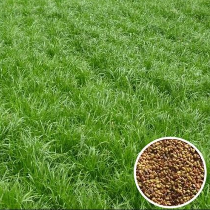 绿化耐寒草坪草籽