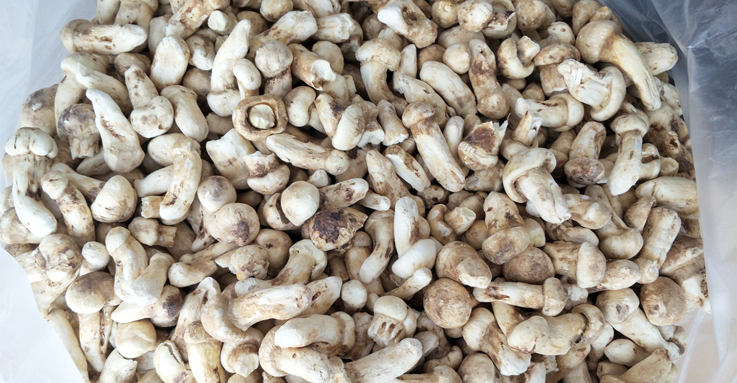 香格里拉冻干松菌松茸干菌菇食用农产品 云南fd冻干松茸片25g 20g