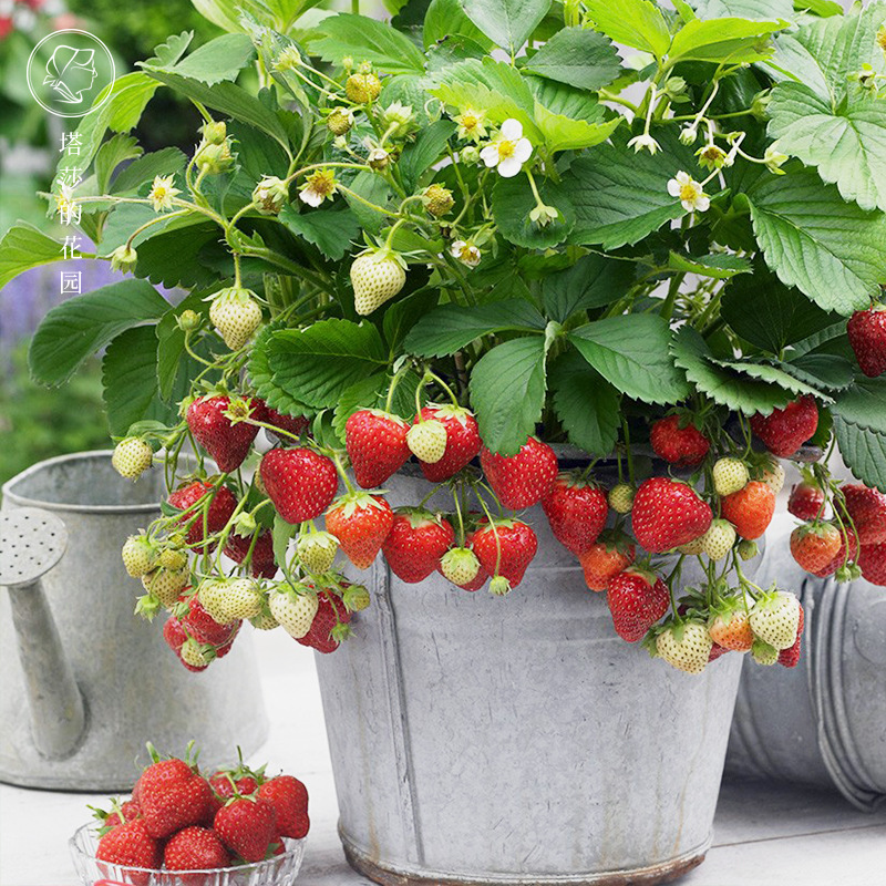 盆栽四季草莓苗带土南北方种植当年结果食用红颜草莓秧苗阳台带盆
