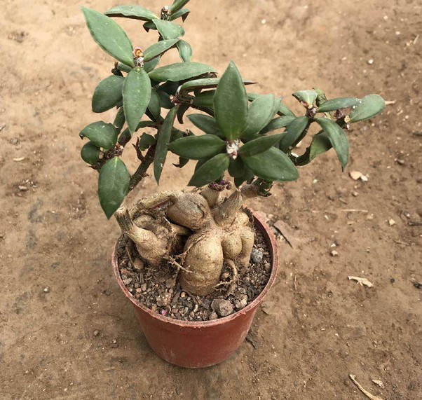 人参大戟 人生大吉 块根径多肉 形状好 办公室小盆实拍