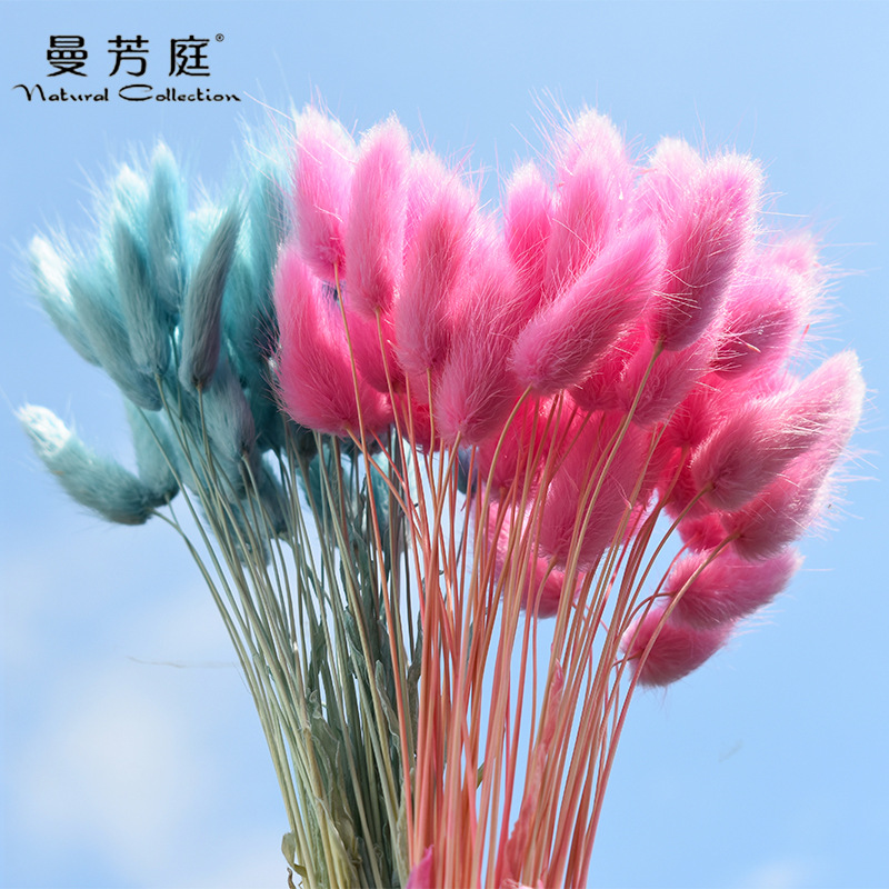 家居装饰兔尾草干花花束真花永生花狗尾巴草干花批发拍摄道具